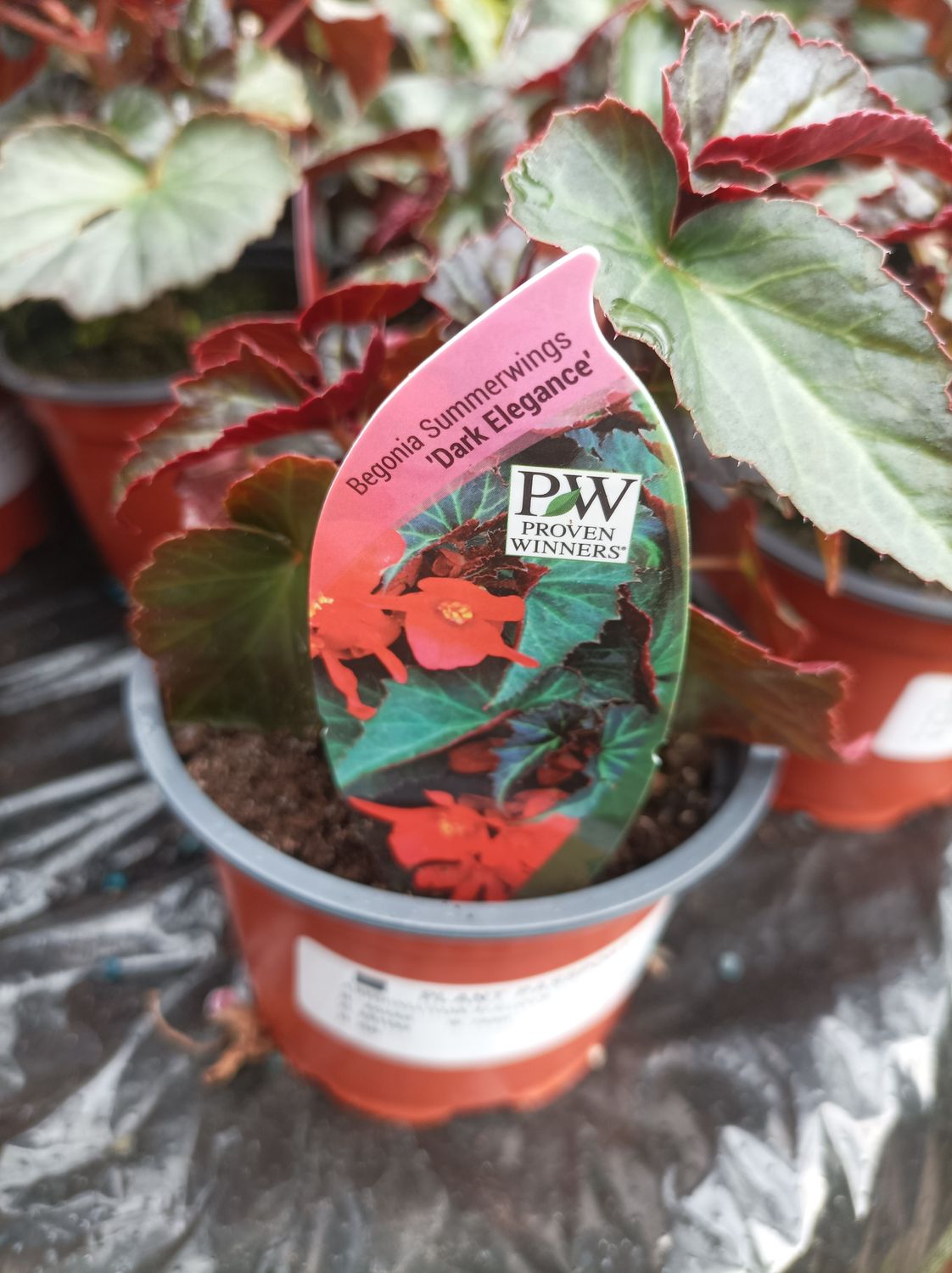 Begonia Summer Wings - Dark Elegance - flowers non stop until October, perfect for pots and baskets.