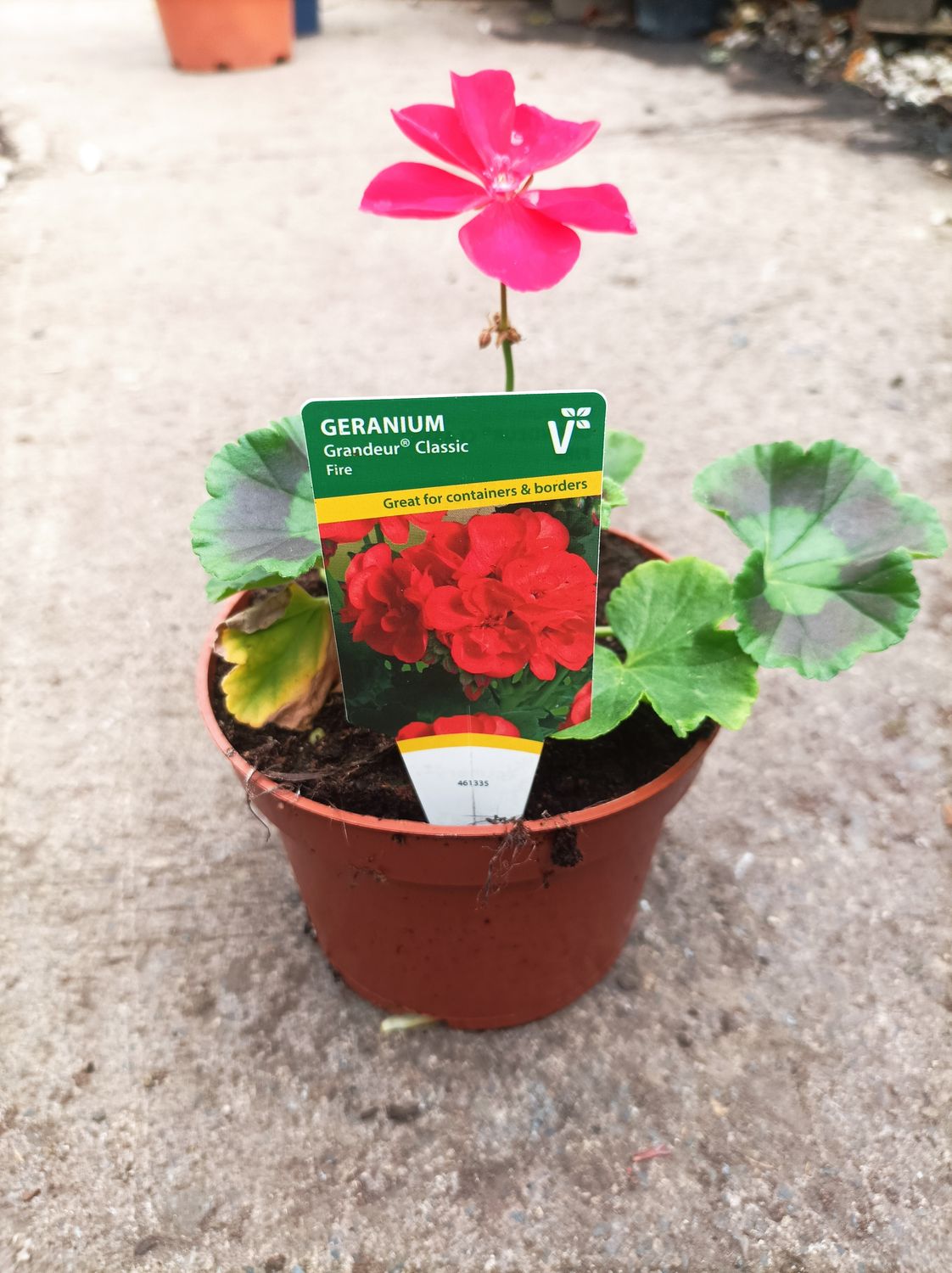 Geranium Grandeur - Classic Red Fire - Deep Red Geranium that flowers non stop until October, perfect for pots and containers.