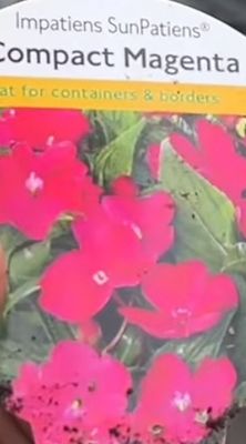 Sunpatiens Purple..flowers non stop until October