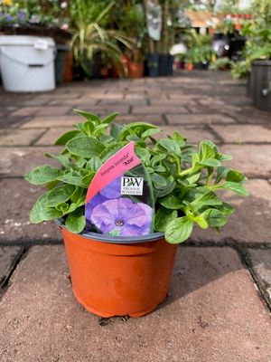 Petunia “Veranda Azur” perfect in hanging baskets ,pots ,window box etc ..Flowers non stop until October PROVEN WINNERS RANGE