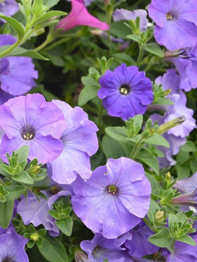 Petunia Azur ,flowers non stop from May until October Perfect for baskets .pots ,boxes