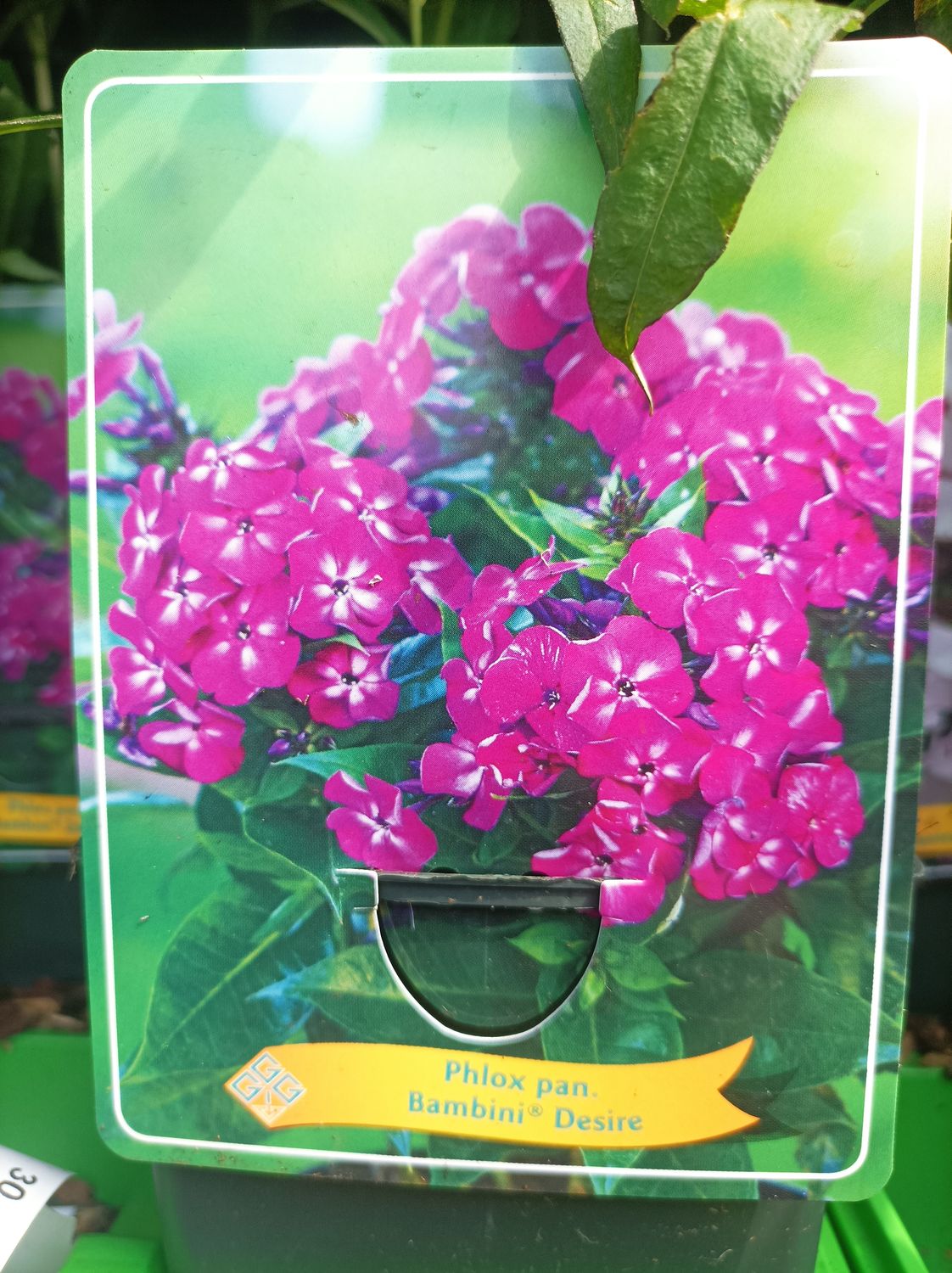 Phlox - Bambini Desire - A dwarf Phlox flowering summer and early autumn.