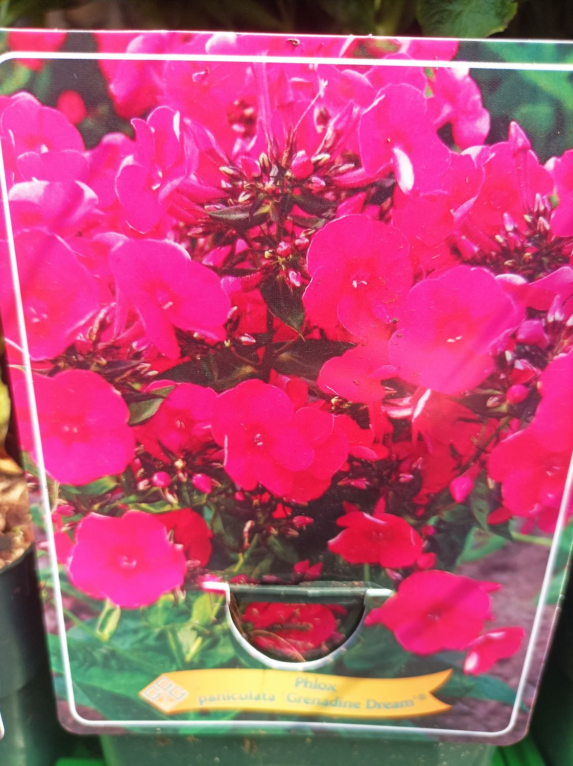 Phlox - Grenadine Dream - A Dwarf Phlox flowering Summer and Early Autumn.