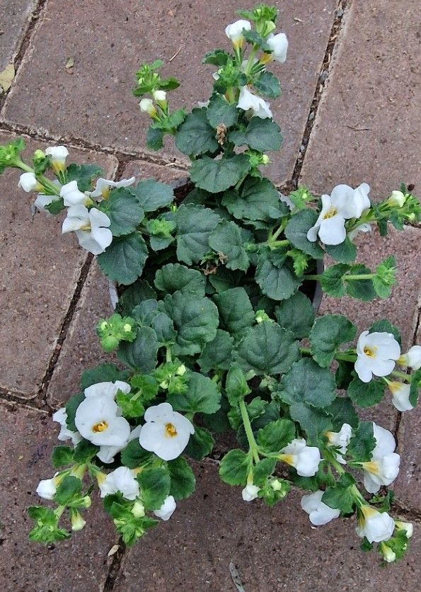 Bacopa Snowflake White