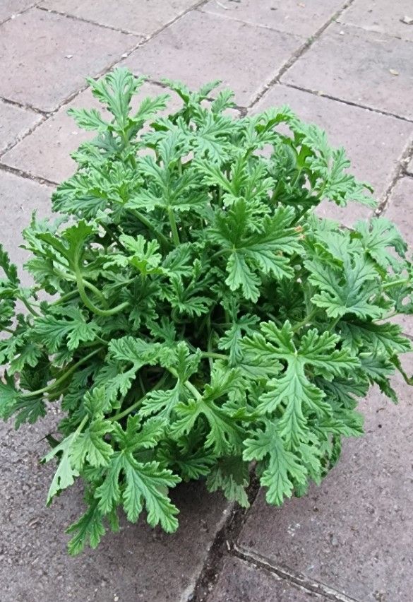 Lemon Scented Geranium .