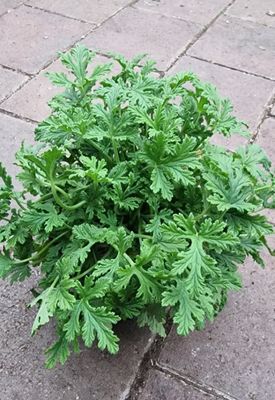 Lemon Scented Geranium .