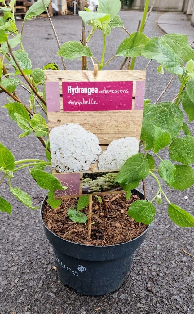 Hydrangea arborescens  Annabelle
