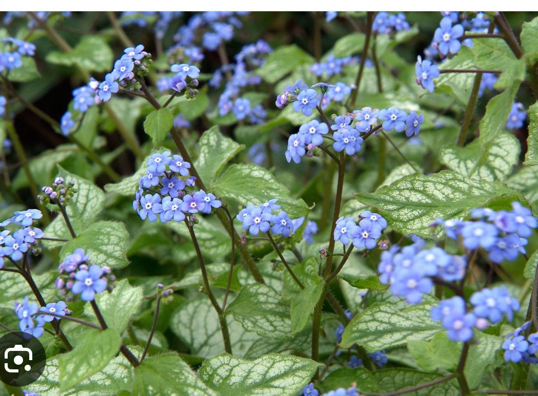Brunnera “Jack Frost “ Forget Me Not “ like flowers over silver patterned foliage . Good in sun or half shade