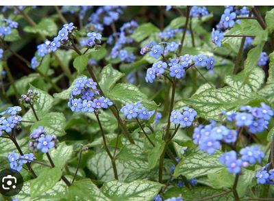 Brunnera “Jack Frost “ Forget Me Not “ like flowers over silver patterned foliage . Good in sun or half shade