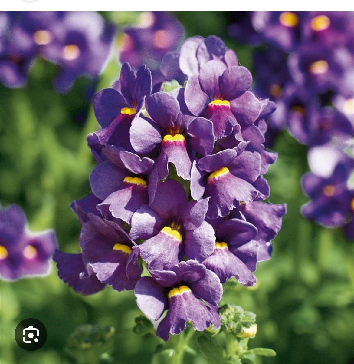 Nemesia Karoo Blue perfect for pots, hanging baskets and containers