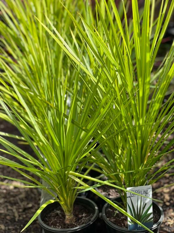 Cordyline Peco Green