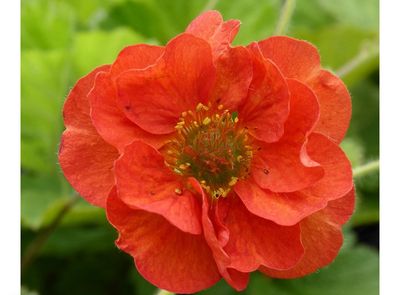 Geum “Scarlet Tempest “ Flowers non stop from May until September. Winter hardy and lasts for years
