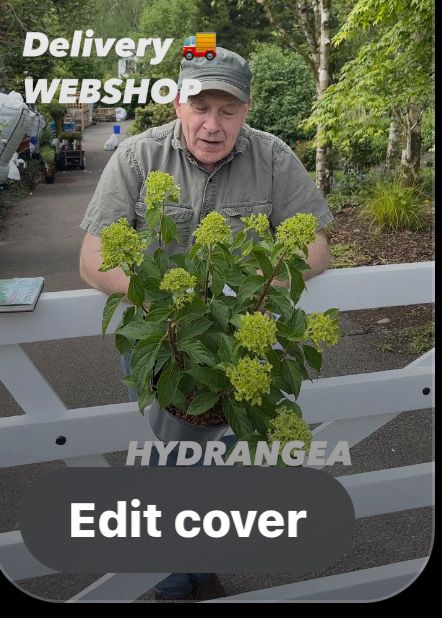 Hydrangea - SKYFALL (bush form ) flowers for months ,enormous white flowers in summer and early autumn. Prune hard in early March and fertilise with FLOWER MAX .Bushy Pruned Back ready for planting