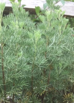 SOUTHERNWOOD perennial with yellow flowers /aromatic foliage.Deters Greenfly ,Carrot Rootfly ,Cabbage White Butterfly ,Blackfly ,Houseflies. Spray can be made from leaves or plant as a companion plant