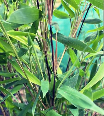Bamboo Trees