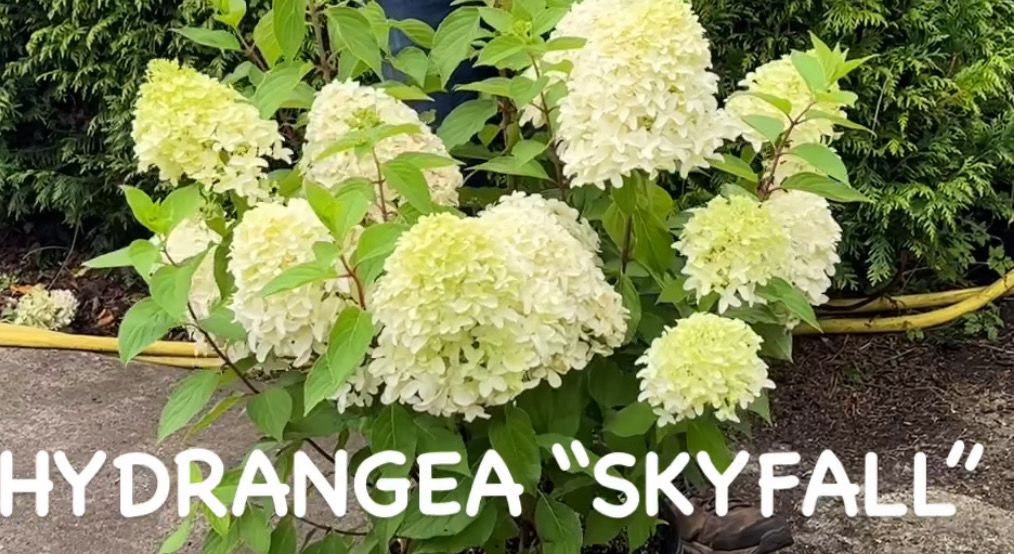 Hydrangea Skyfall Tree (XL size) with enormous white cone like flowers for months Good in pots or beds .
