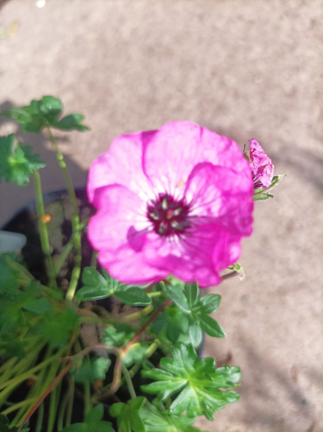 Geranium “Jolly Jewels Pink “ a tough perennial flowers for months and lasts for years