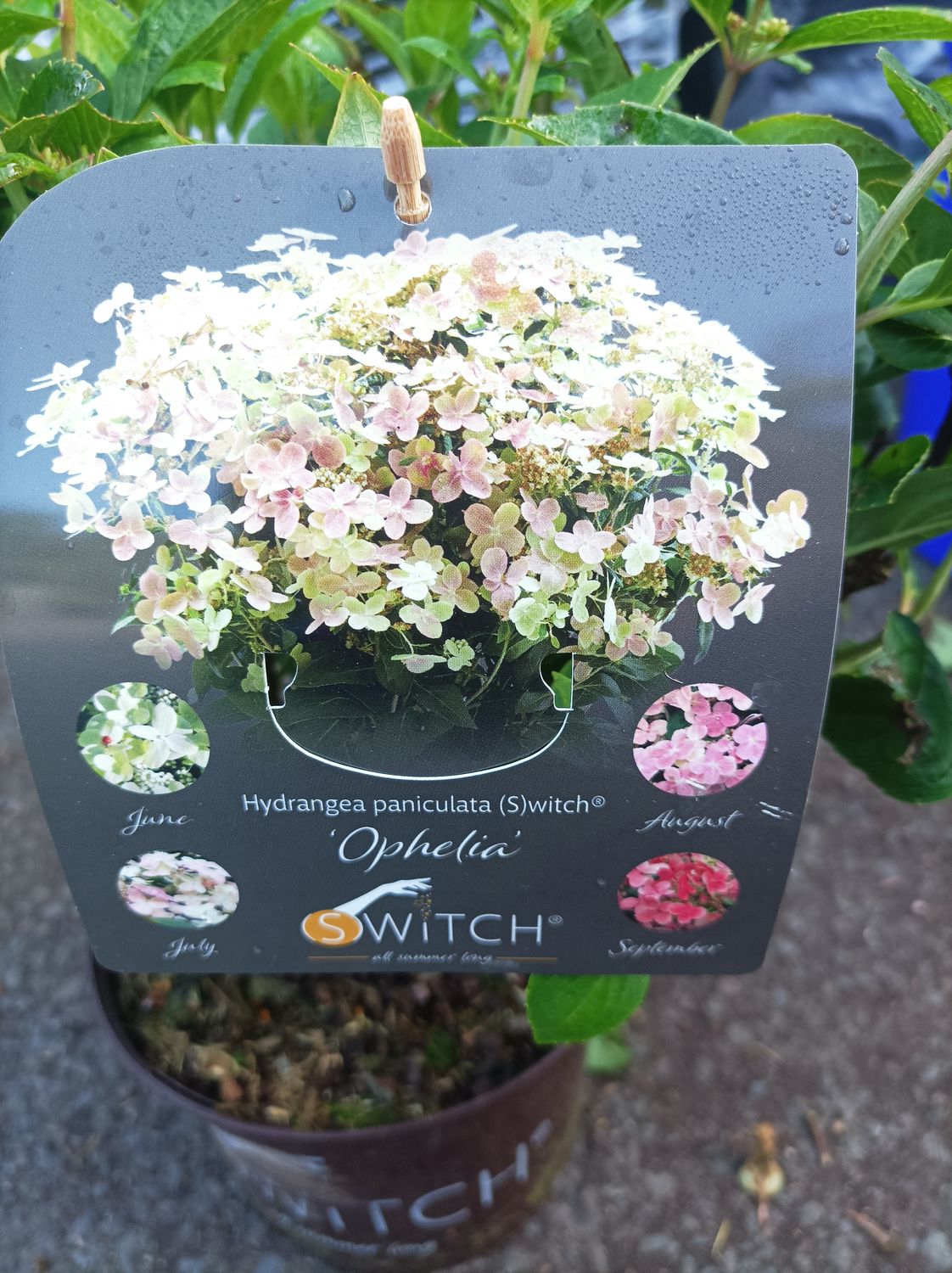 Hydrangea Switch Ophelia Witch - A bright lemon-yellow kicks off the spectacle of colours, which over time changes to pure white and finally a deep red colour.
