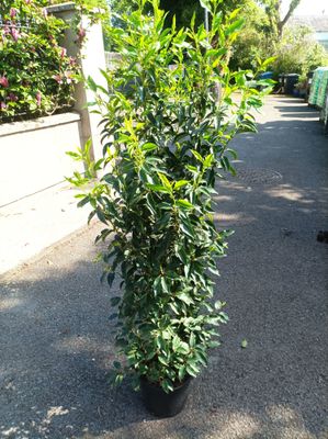 Portuguese Laurel - strong container grown plants 125-150cm / approx 5ft