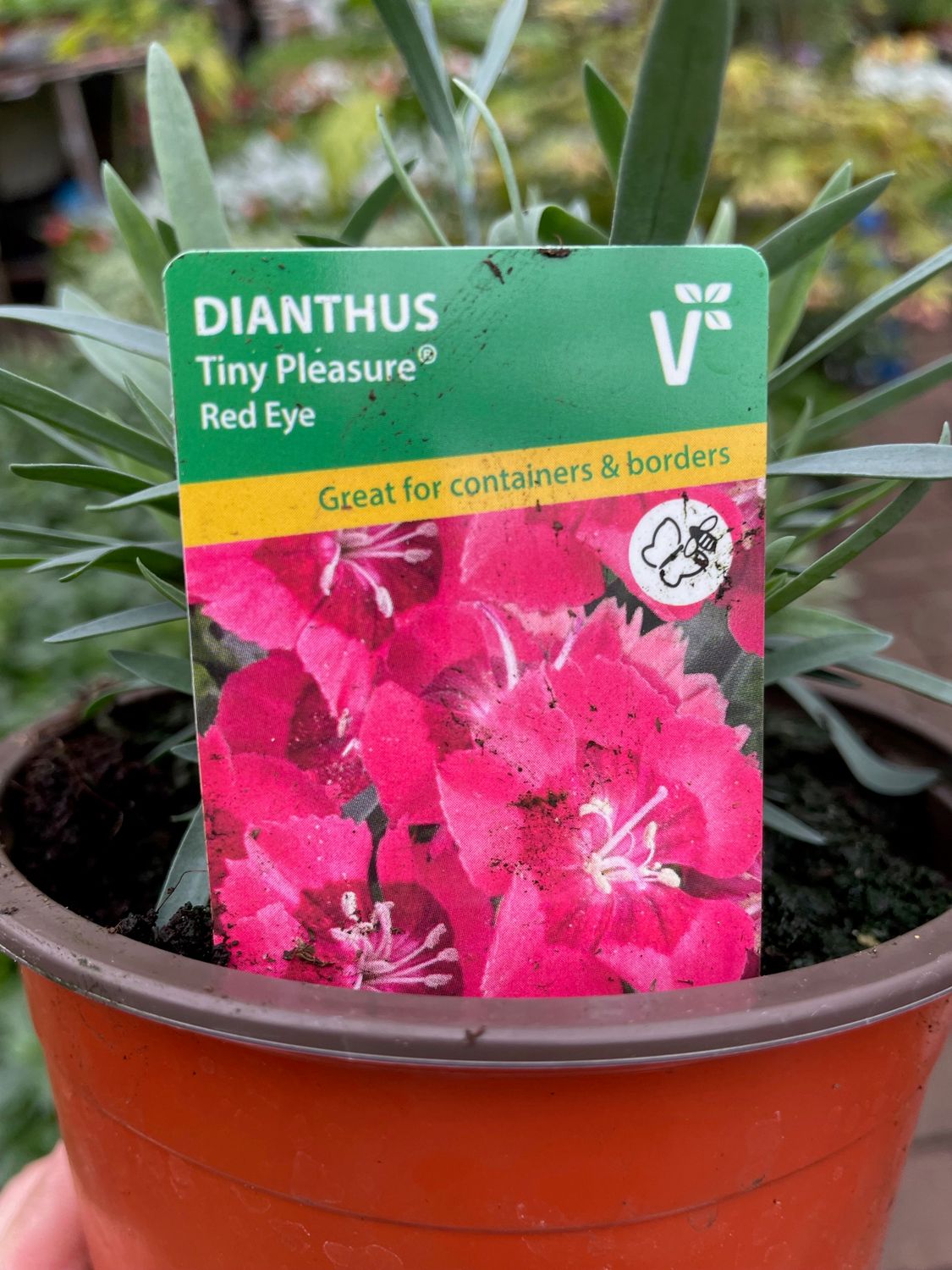 Dianthus / Carnation Tiny Pleasure Red / Purple Eye