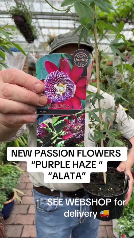 Passion Flower - Purple Haze