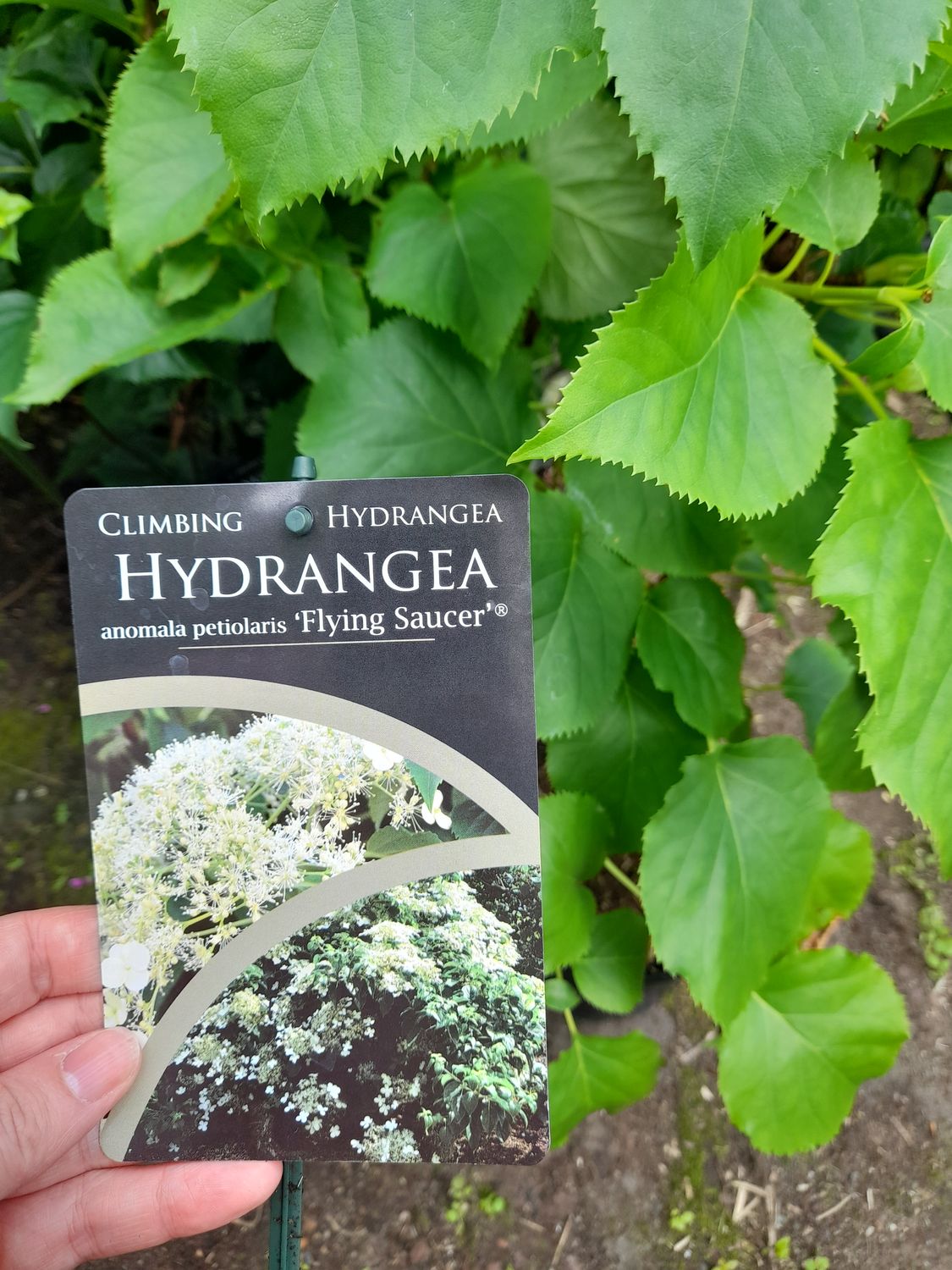 Hydrangea "Flying Saucer"