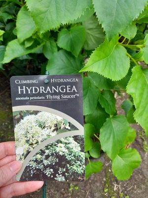 Hydrangea "Flying Saucer"