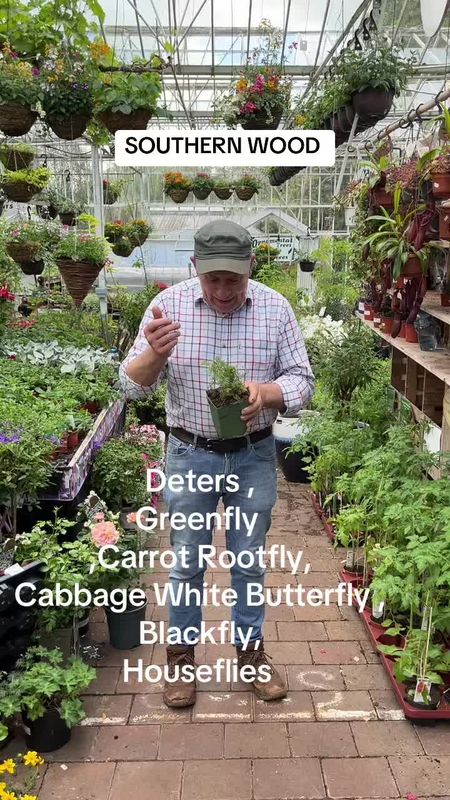 SOUTHERNWOOD perennial with yellow flowers /aromatic foliage.Deters Greenfly ,Carrot Rootfly ,Cabbage White Butterfly ,Blackfly ,Houseflies. Spray can be made from leaves or plant as a companion plant