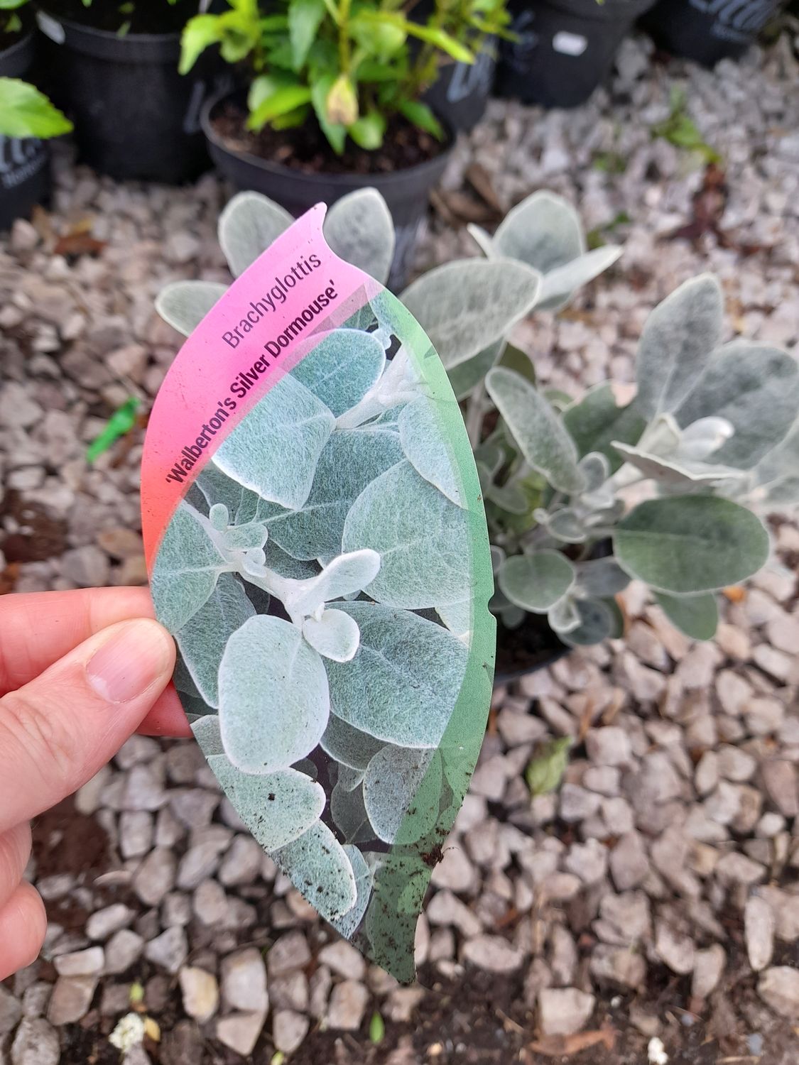 Brachyglottis &#39;&#39;Walberton&#39;s Silver Dormouse&#39;&#39; Senecio “Silver Dormouse “