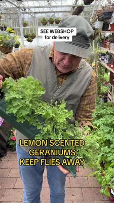 Lemon Scented Geranium in Hanging Bag .. (3 In a strong hanging bag ,with a pipe for easy watering) Hang at door or beside sitting areas .