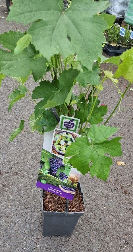 BLue Grape Glory