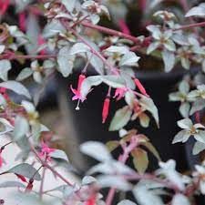 Fuchsia &#39;Silver Linings&#39;