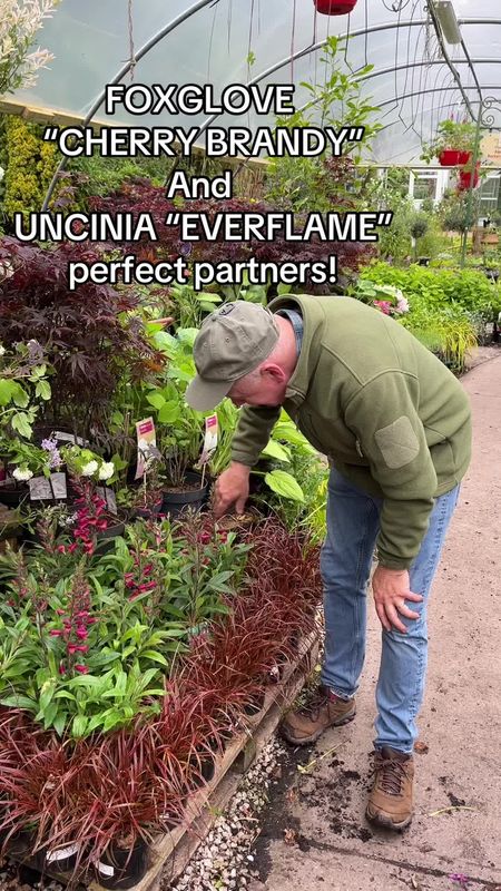 Uncinia Rubra Everflame,Hardy dwarf evergreen ornamental grass