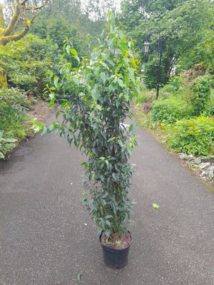 Portuguese Laurel - strong container grown plants 125-150cm / approx 5ft
