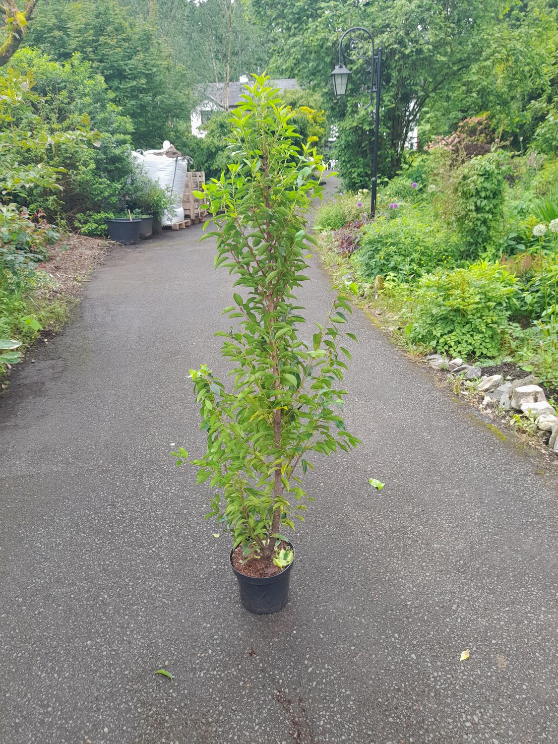 ​Portuguese Laurel - strong container grown plants 100-125cm / approx 4ft