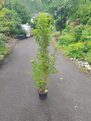 ​Portuguese Laurel - strong container grown plants 100-125cm / approx 4ft