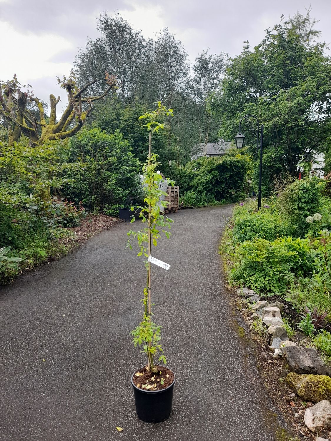 LABURNUM VOSSII “GOLDEN RAIN&quot; 125-150 cm pot grown trees