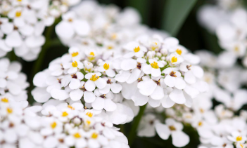 Iberis/Candytuft &#39;MASTERPIECE