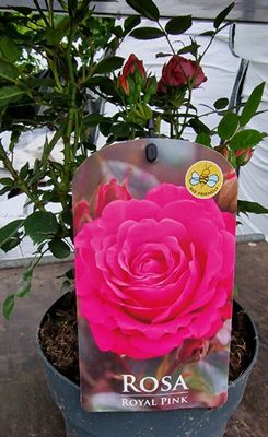 Rose Royal Pink