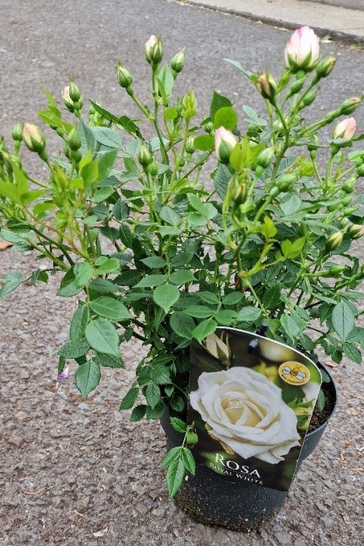 Rose Royal White