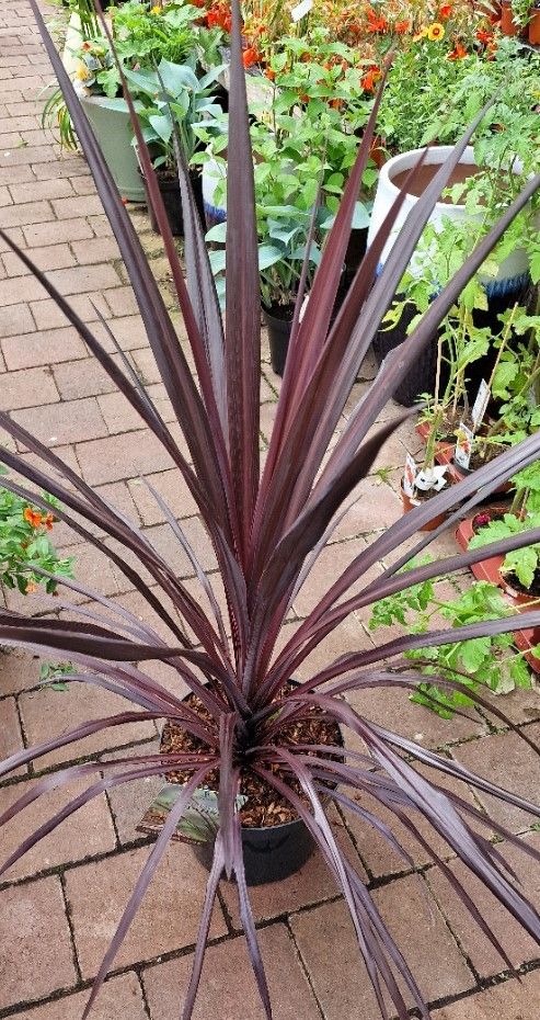 Cordyline burgundy  &#39;&#39;Spire&#39;&#39;&#39; (LARGE)