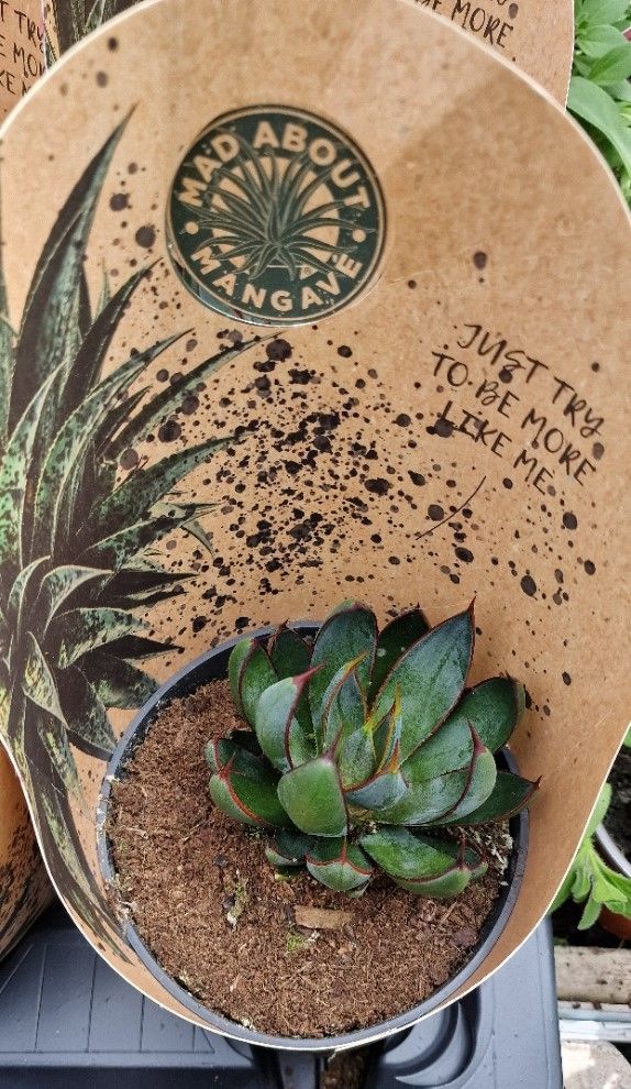 Mangave-&#39;&#39;Praying Hands&#39;&#39; ...easy Care Succulent, MANGAVE “PRAYING HANDS “unusual succulent with a unique shape . Perfect for easy care patio pots . Also makes a reliable house plant