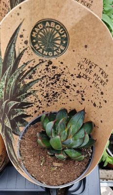 Mangave-&#39;&#39;Praying Hands&#39;&#39; ...easy Care Succulent, MANGAVE “PRAYING HANDS “unusual succulent with a unique shape . Perfect for easy care patio pots . Also makes a reliable house plant