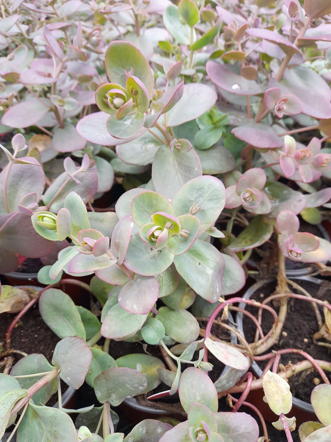 Sedum Sunsparkler &#39;Cherry Tart&#39; a carpet plant with colourful foliage and pink /purple flowers loved by bees , butterflies and pollinators.