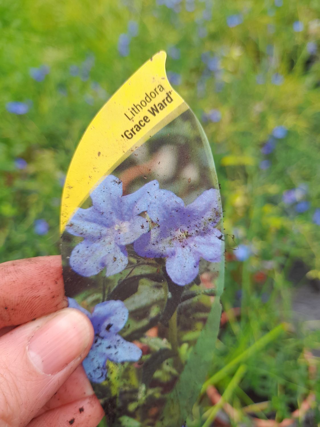 Lithodora Grace Ward