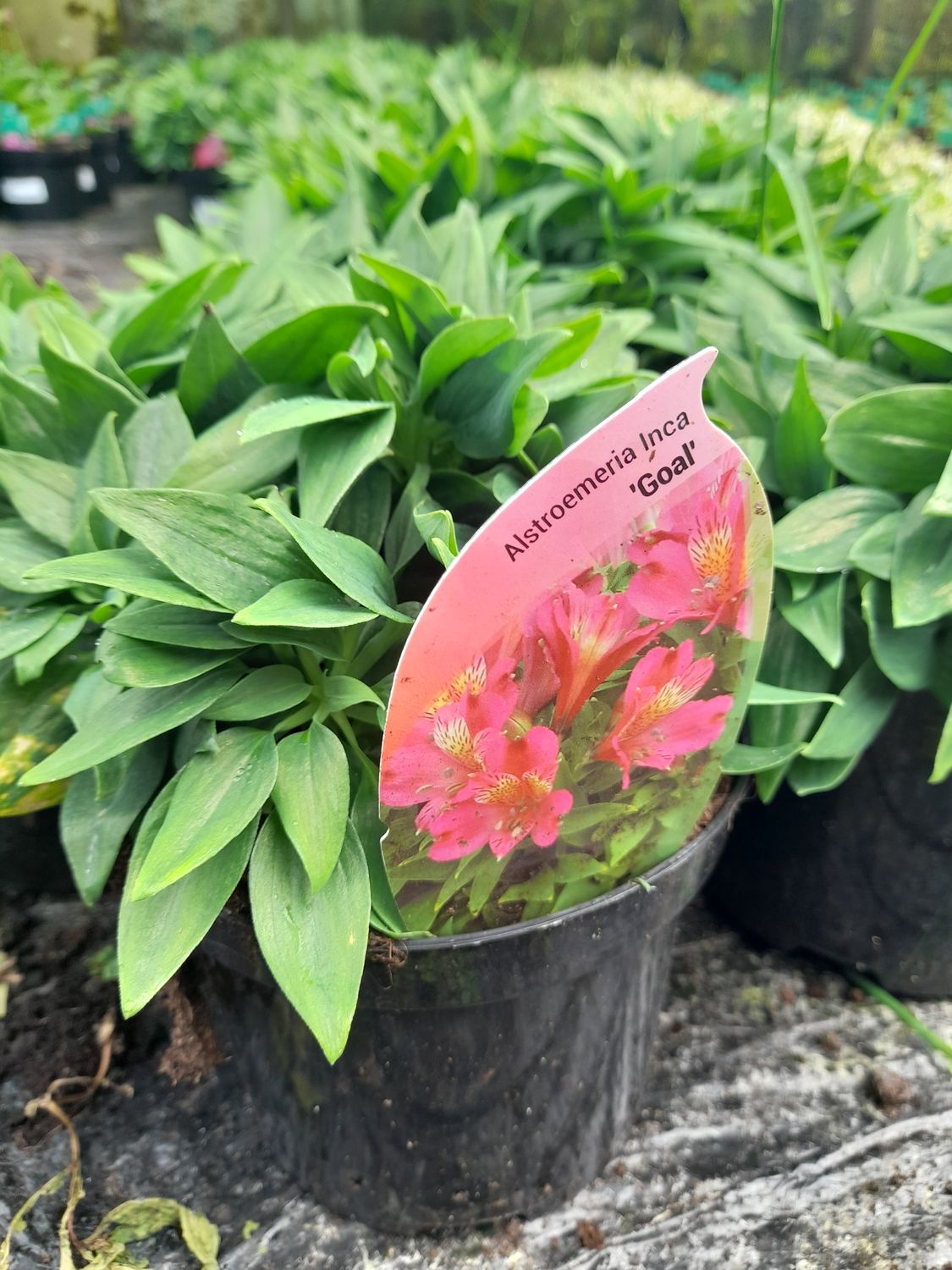 ALSTROMERIA &#39;Goal&#39;