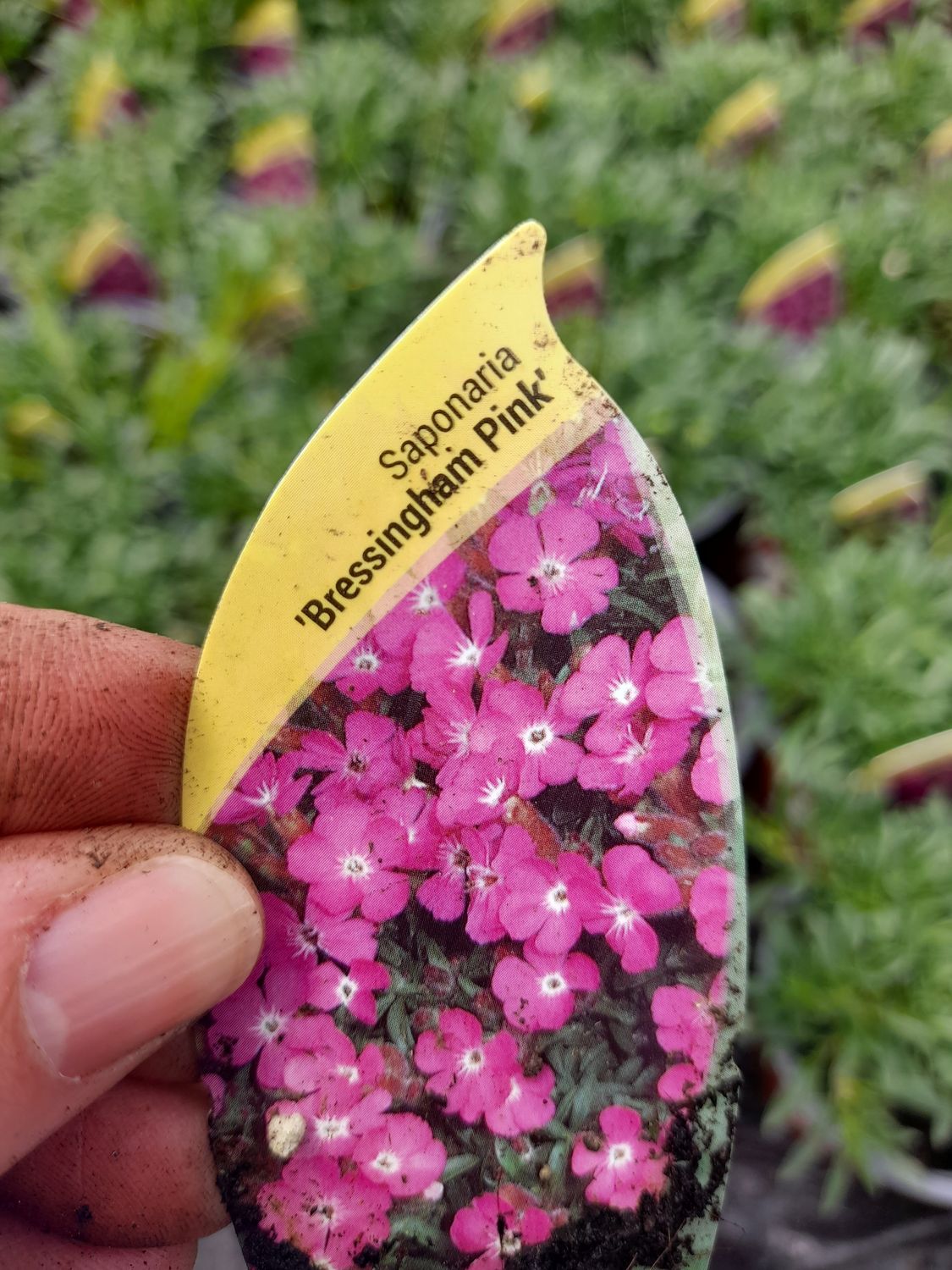 SAPONARIA &#39;Bressingham Pink&#39;