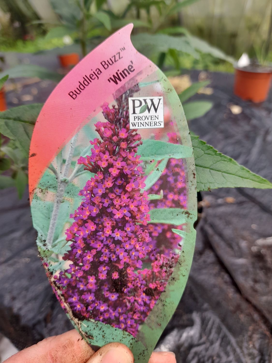 BUDDLEIA &#39;Buzz Wine&#39;