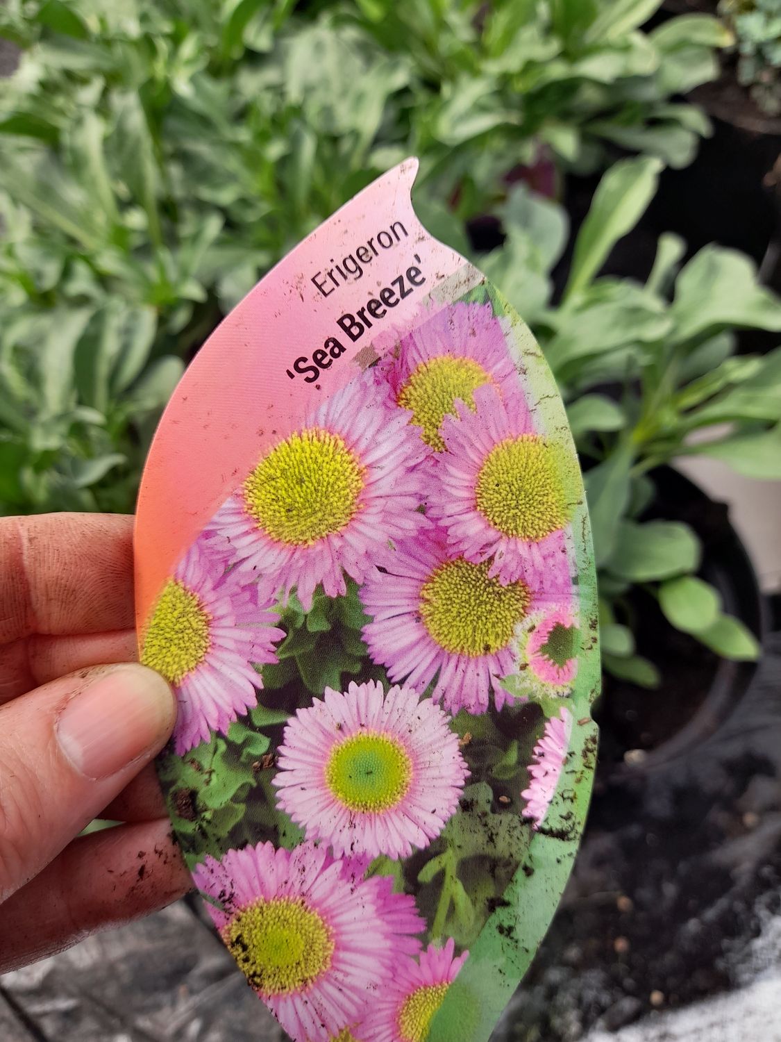 ERIGERON &#39;Sea Breeze&#39; “ flowers for months with pink daisy like flowers with a yellow eye .. Winter hardy and lasts forever. Planting time is from now .bushy pruned back plants ready for planting