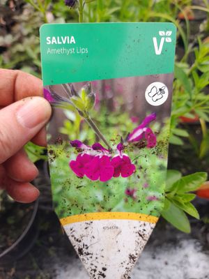 SALVIA  &#39;Lips&#39;